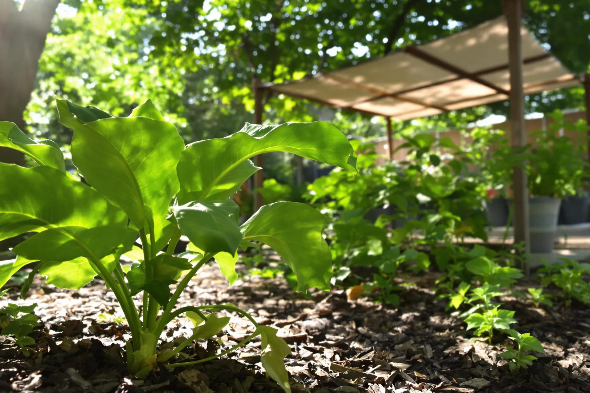 Un jardin en été avec des plantes verdoyantes sous un abri de fortune.