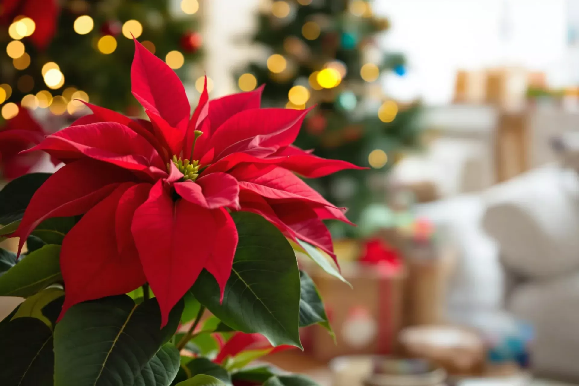 Une fleur de poinsettia rouge en intérieur