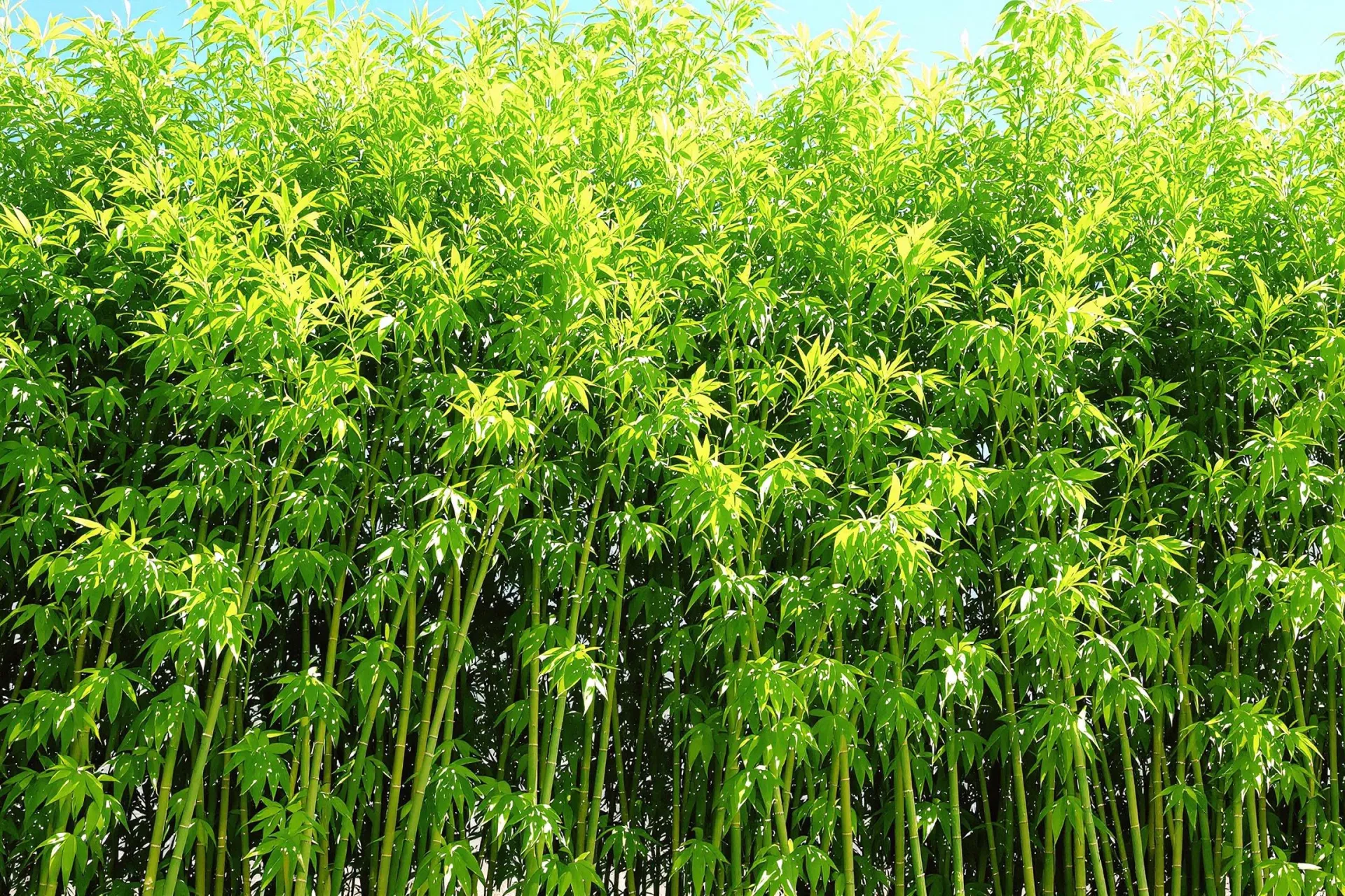 Une haie dense de bambou vert sous un ciel bleu clair ensoleillé.