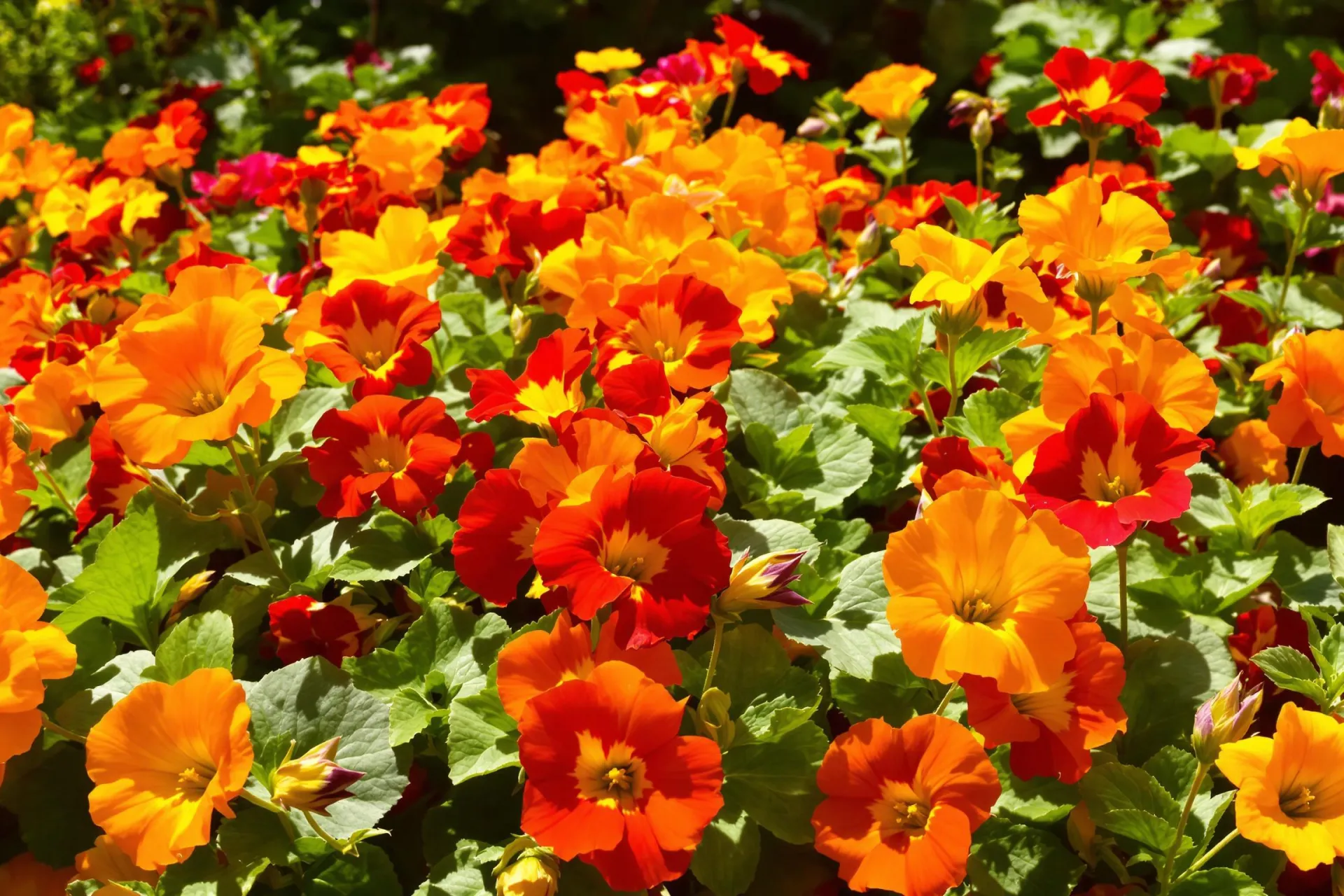 Un jardin luxuriant avec des capucines éclatantes aux couleurs vives sous le soleil.