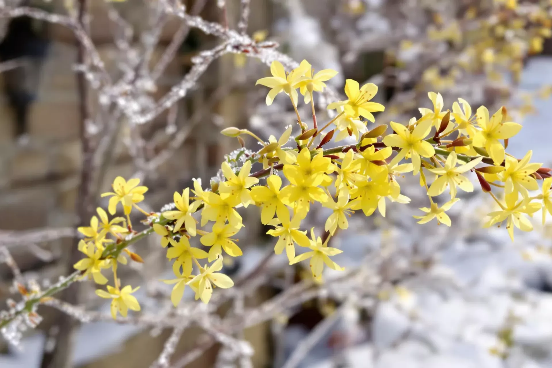 Une branche de jasmin d'hiver en fleur de couleur jaune