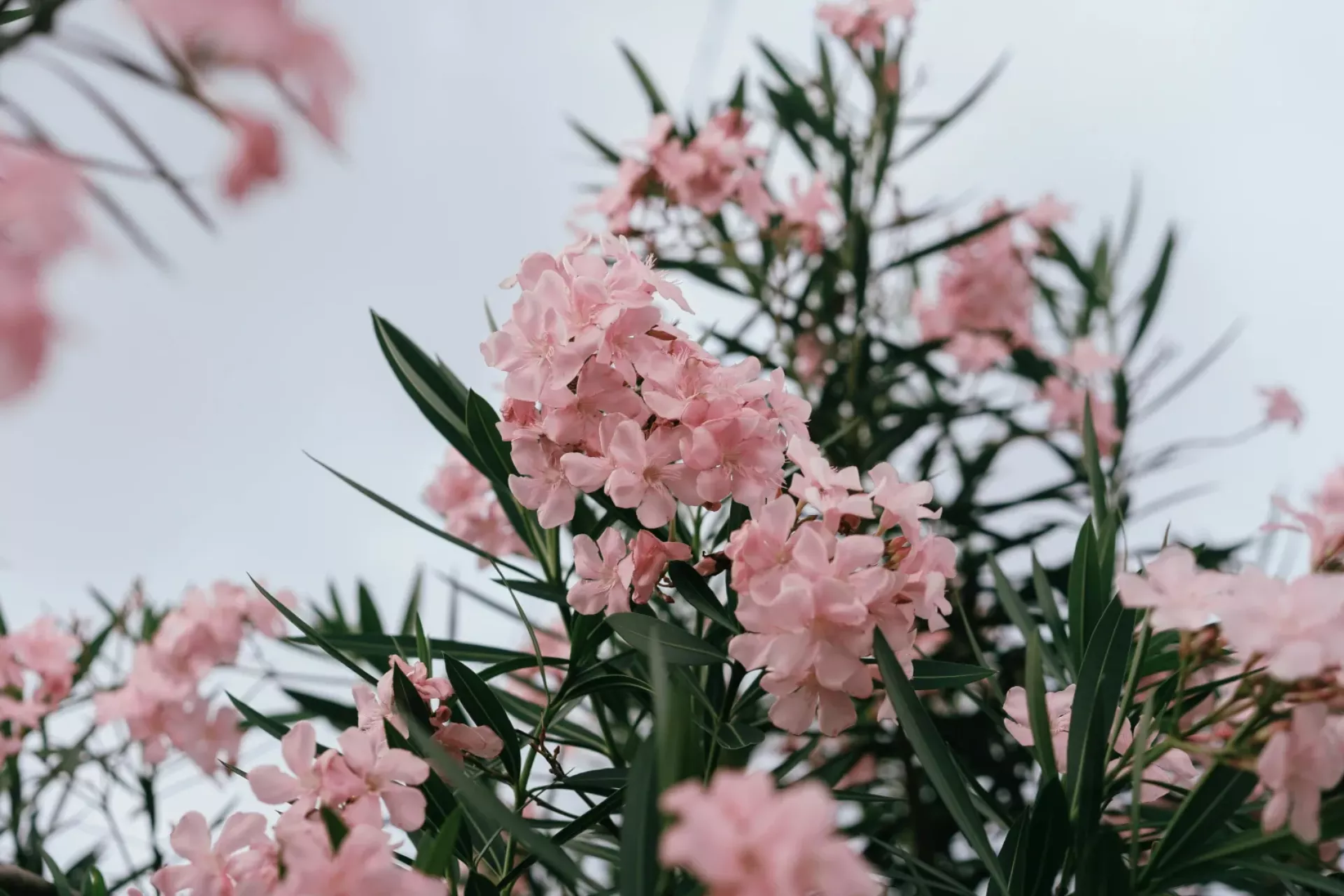 Détail d'une branche de laurier rose