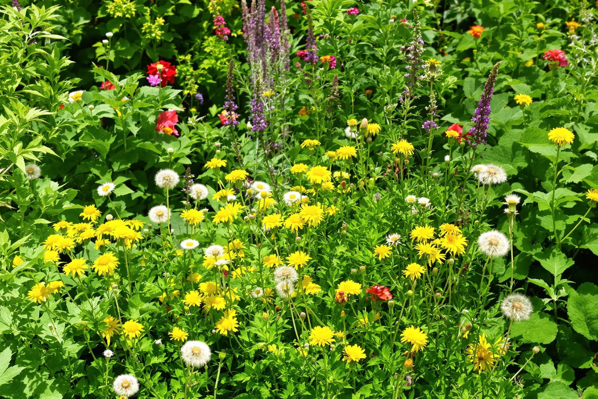 Une scène de jardin montrant des mauvaises herbes bénéfiques parmi des plantes cultivées.