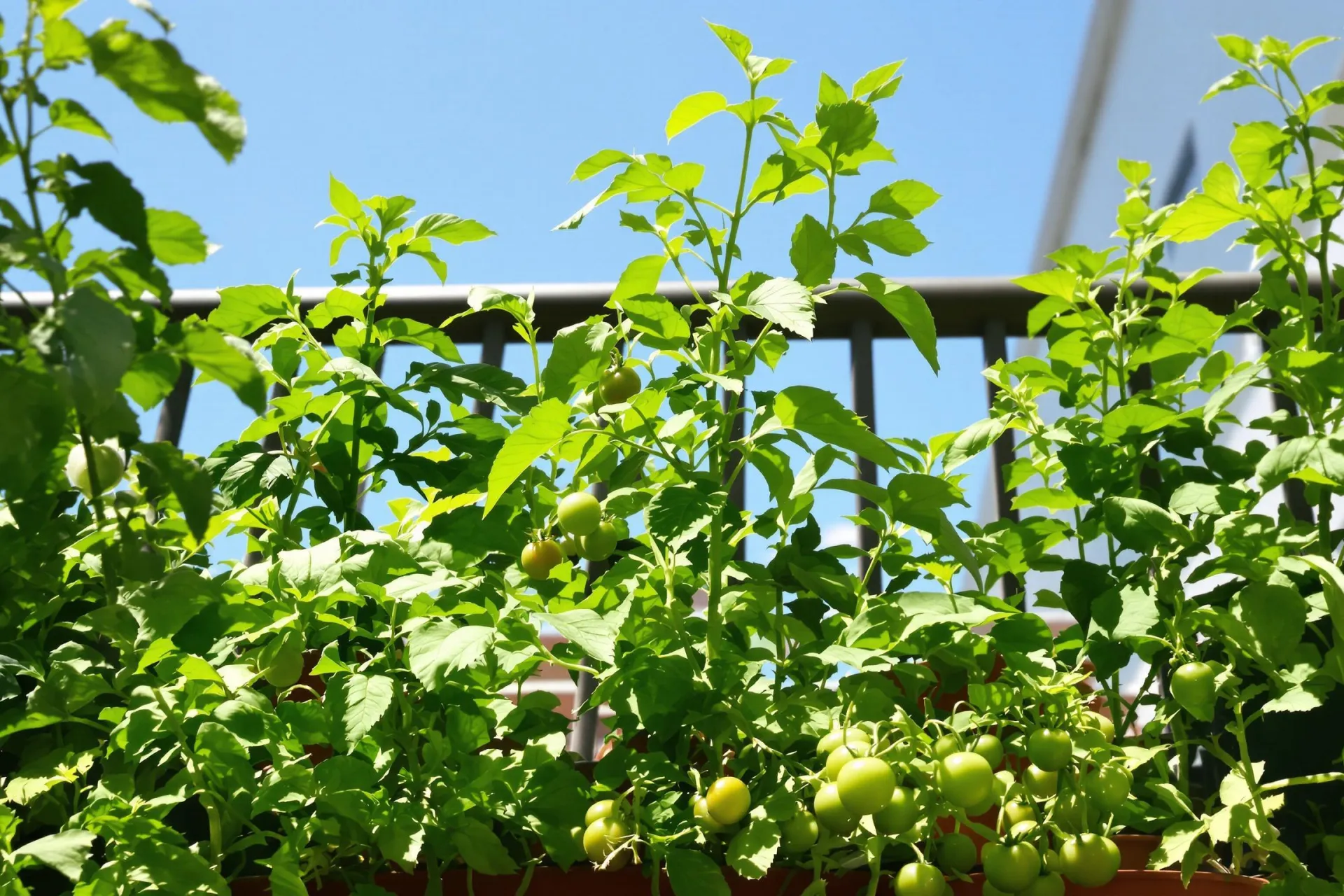 Un mini-potager sur balcon avec tomates, basilic, et laitue sous un ciel bleu.