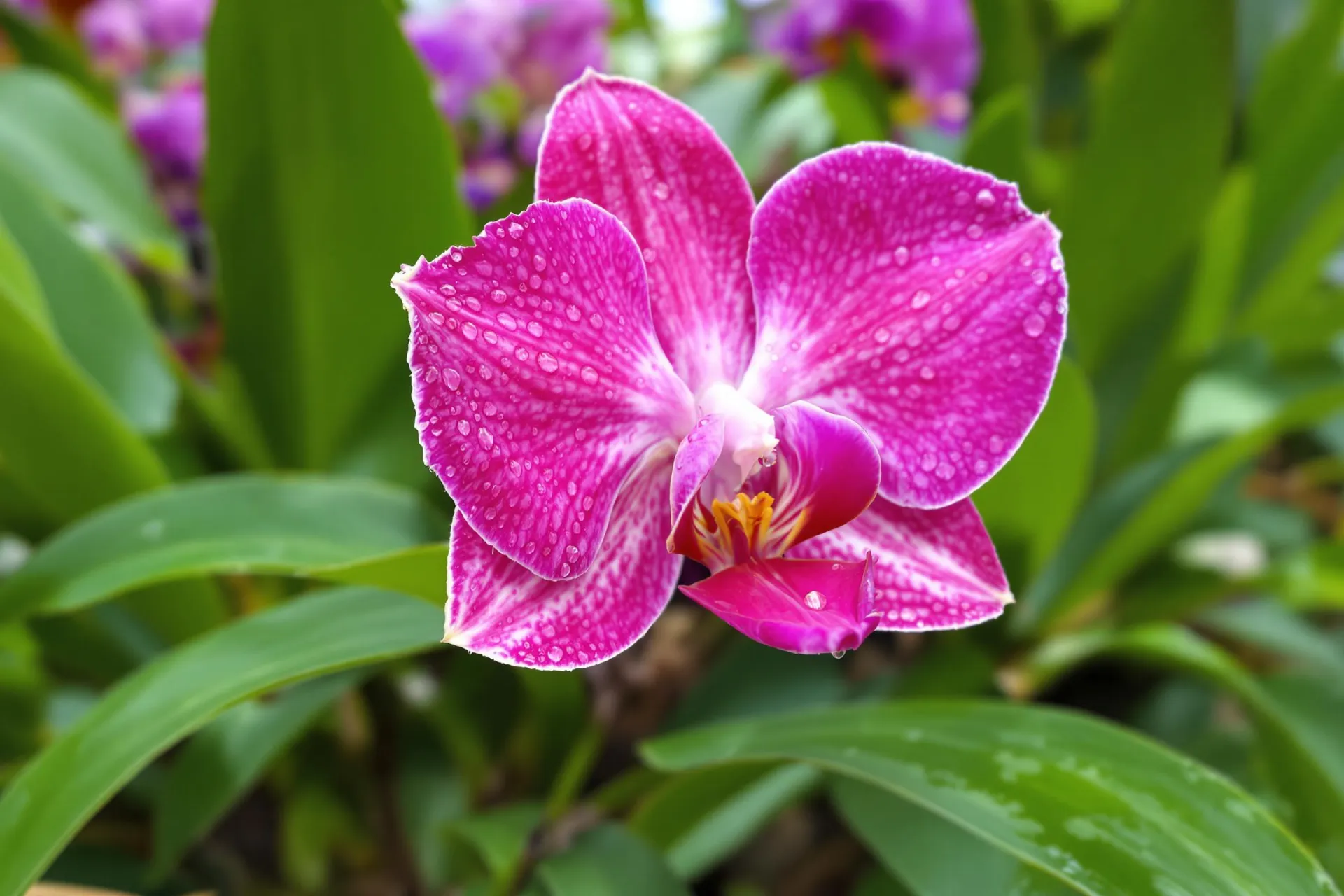 Une orchidée en pleine floraison avec des gouttes de rosée sur les pétales.
