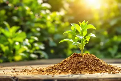 Une plante verdoyante avec de la cannelle saupoudrée à sa base, illuminée par le soleil.
