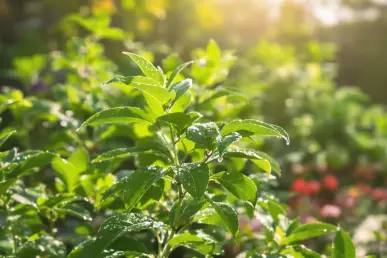 Une plante de citronnelle en gros plan avec des feuilles brillantes de rosée.