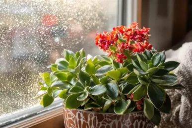 Une composition avec un Kalanchoé devant une fenêtre