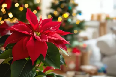 Une fleur de poinsettia rouge en intérieur