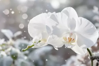 Une sublime fleur d'orchidée blanche