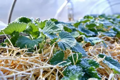 Photo sous une serre de plan de fraisiers protégés avec de la paille