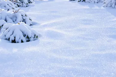 un tapis de neige recouvrant un jardin
