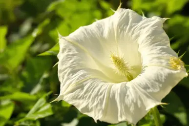 Datura : cette fleur estivale toxique qui menace hommes et animaux dans les jardins français