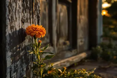Quelle est cette fleur populaire qui porte malheur près de votre porte d'entrée ?