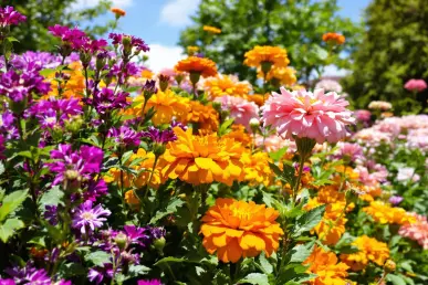 Une scène de jardin avec des asters, des soucis et des chrysanthèmes en pleine floraison.