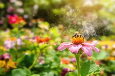 Un frelon asiatique posé sur une fleur dans un jardin luxuriant, entouré d'une légère brume d'huiles essentielles.