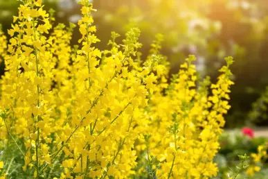 Un genêt d'Espagne en fleurs dans un jardin ensoleillé, capturé en gros plan.