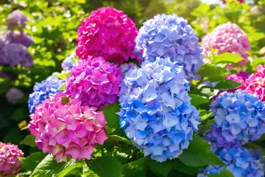 Un gros plan d'hortensias en pleine floraison dans un jardin verdoyant.