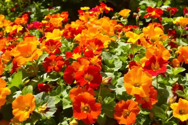 Un jardin luxuriant avec des capucines éclatantes aux couleurs vives sous le soleil.