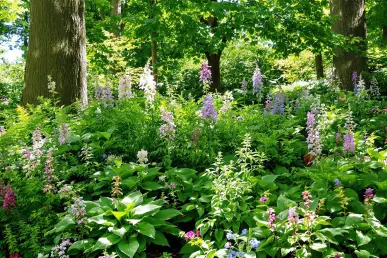 Un jardin ombragé avec des fougères, hostas et astilbes sous des arbres.