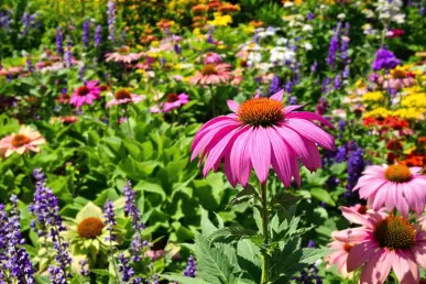 Une scène de jardin avec des plantes vivaces, notamment une échinacée en gros plan.