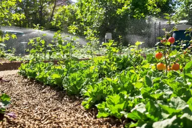 Un jardin potager luxuriant avec légumes verts et système d'irrigation goutte à goutte.