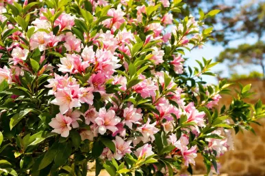 Un laurier-rose en pleine floraison avec des fleurs roses et blanches dans un jardin méditerranéen.