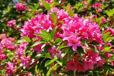 Un laurier-rose en fleurs avec des feuilles vertes et des fleurs roses sous le soleil.