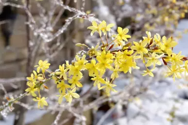Une branche de jasmin d'hiver en fleur de couleur jaune