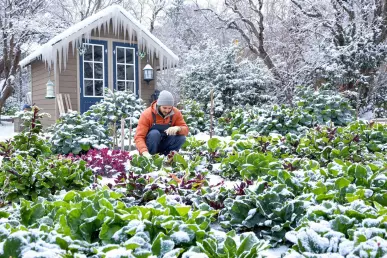 Un homme qui s'occupe de son potager sous la neige