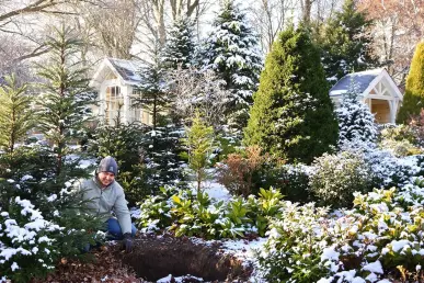Un jardinier en train de préparer le trou pour planter un sapin