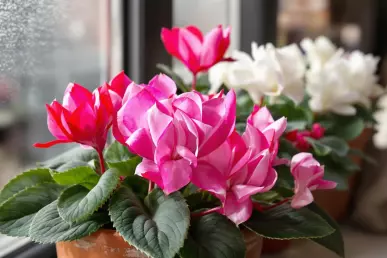 Un beau cyclamen rose en intérieur