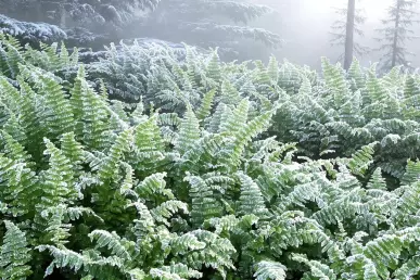 Massif de fougères gelées résistantes