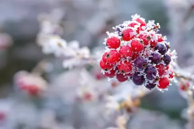 Gros plan sur une grappe de fruits d'hiver entourée de givre