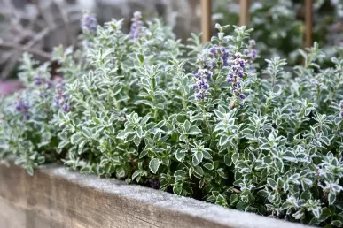 Photo d'une jardinière remplie de plantes aromatiques