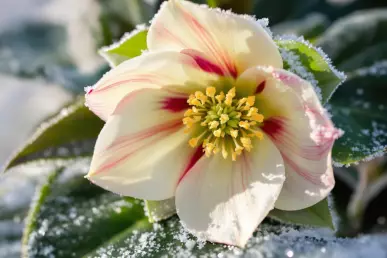 Une magnifique fleur d’hellébore en gros plan