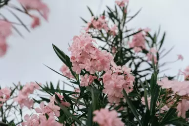 Détail d'une branche de laurier rose