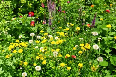 Une scène de jardin montrant des mauvaises herbes bénéfiques parmi des plantes cultivées.