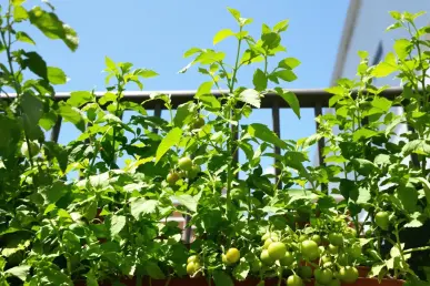 Un mini-potager sur balcon avec tomates, basilic, et laitue sous un ciel bleu.