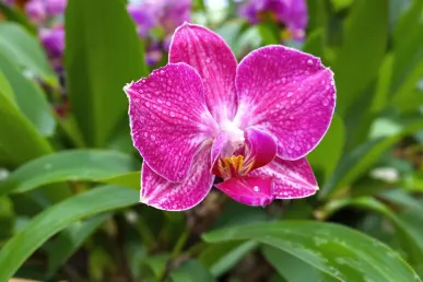 Une orchidée en pleine floraison avec des gouttes de rosée sur les pétales.