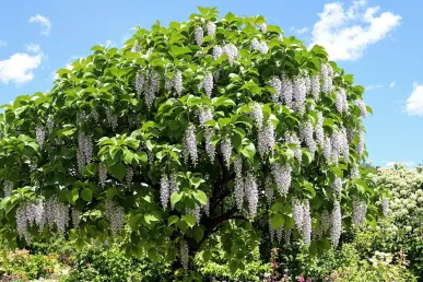 Un Paulownia mature avec feuilles vertes et fleurs violettes sous un ciel bleu.