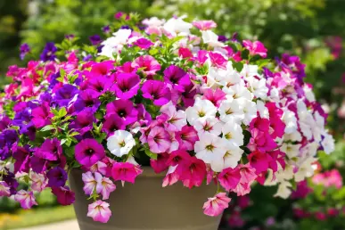 Des pétunias Surfinia en pleine floraison, cascades de couleurs vives dans une jardinière.