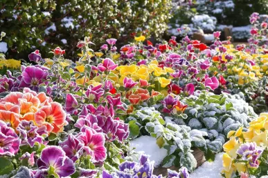 Un partère de fleurs vivaces colorées