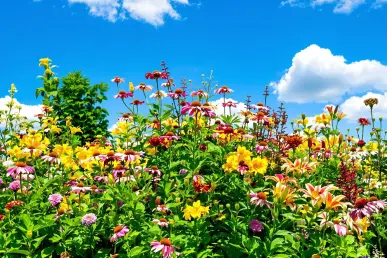Un jardin luxuriant avec des fleurs vivaces colorées sous un ciel bleu clair.