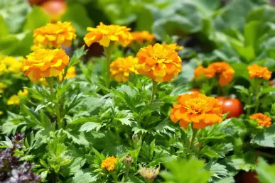 Une photo rapprochée de soucis et capucines dans un potager écologique.