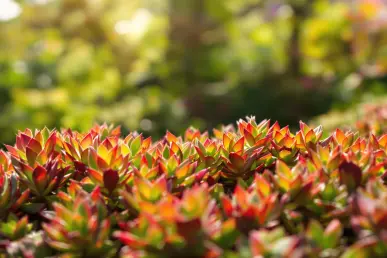 Un gros plan sur une plante de Sedum aux feuilles vertes et rouges dans un jardin ensoleillé.