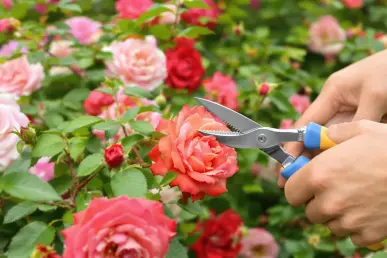 Un jardinier taille délicatement un rosier en pleine floraison avec des sécateurs.
