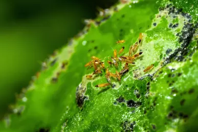 Gros plan sur des thrips sur une feuille