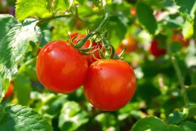 Les tomates mûres avec des gouttes de rosée sur un plant luxuriant.