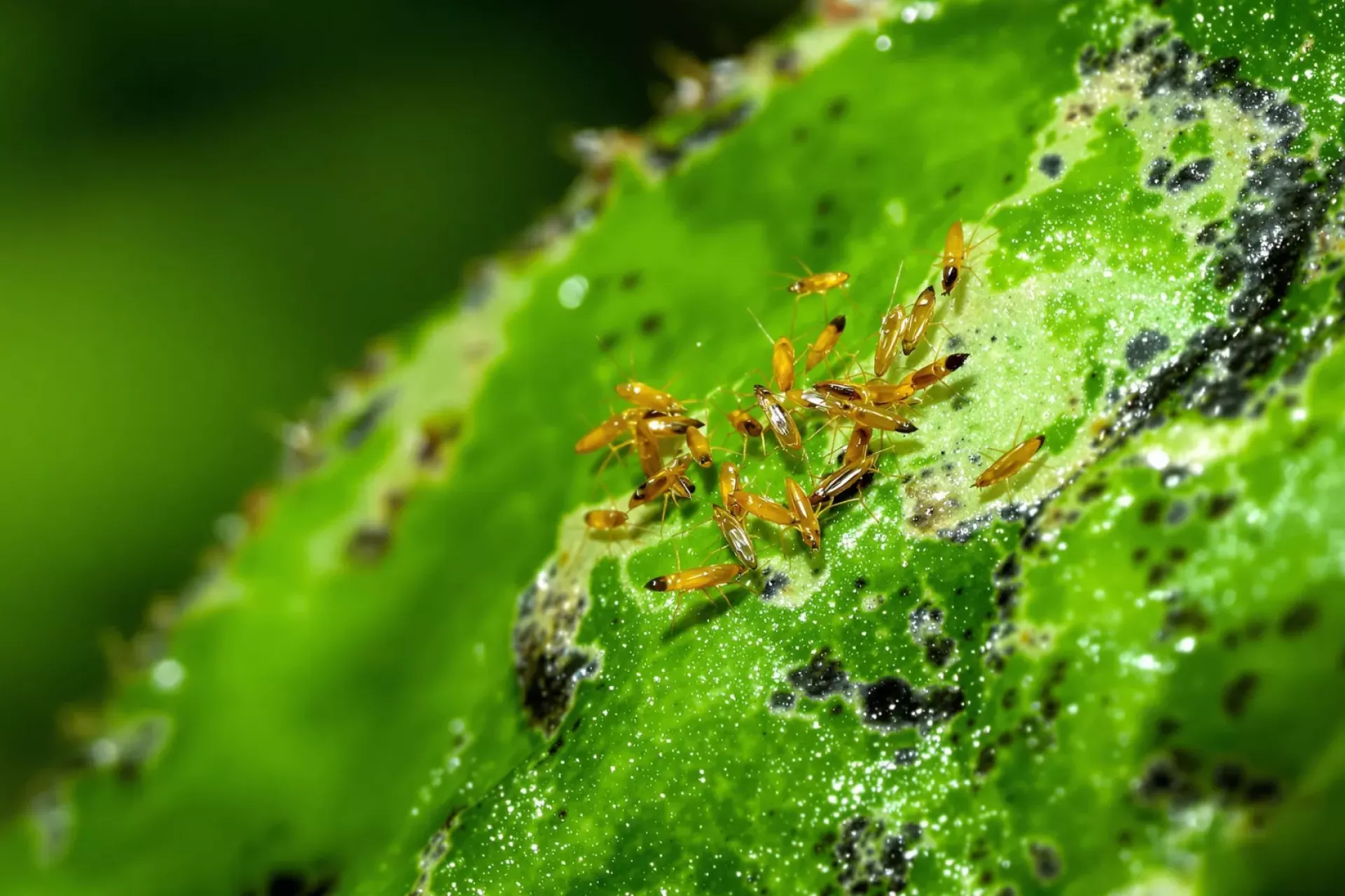 Gros plan sur des thrips sur une feuille
